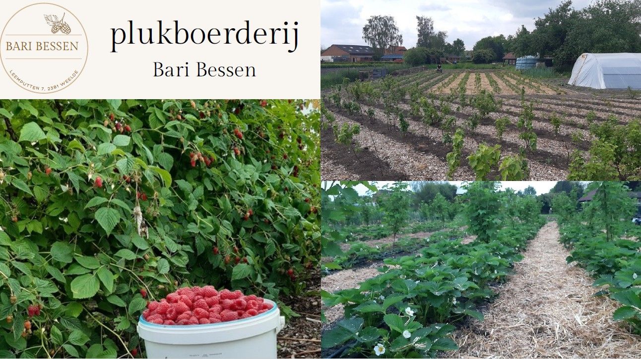 Afbeelding van het artikel