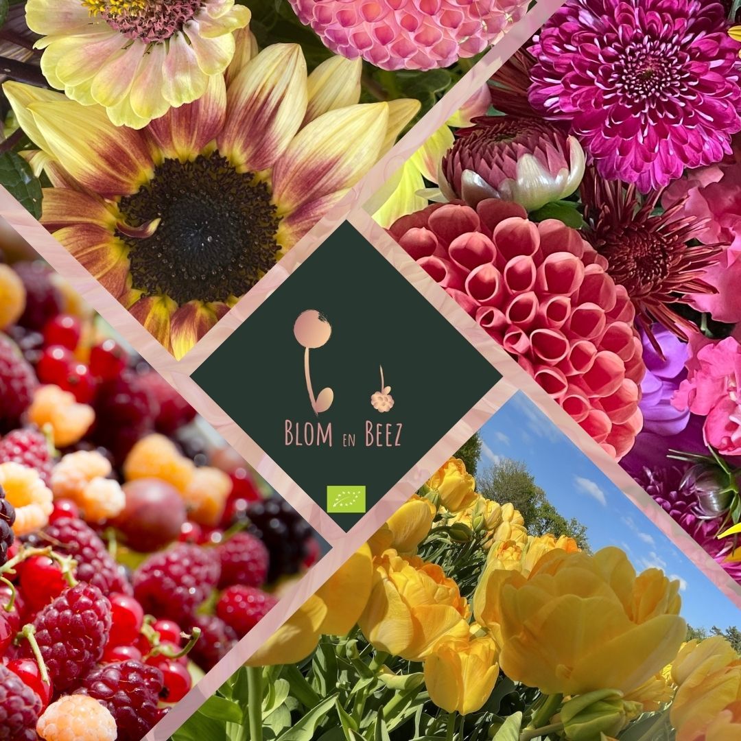 Afbeelding van het artikel