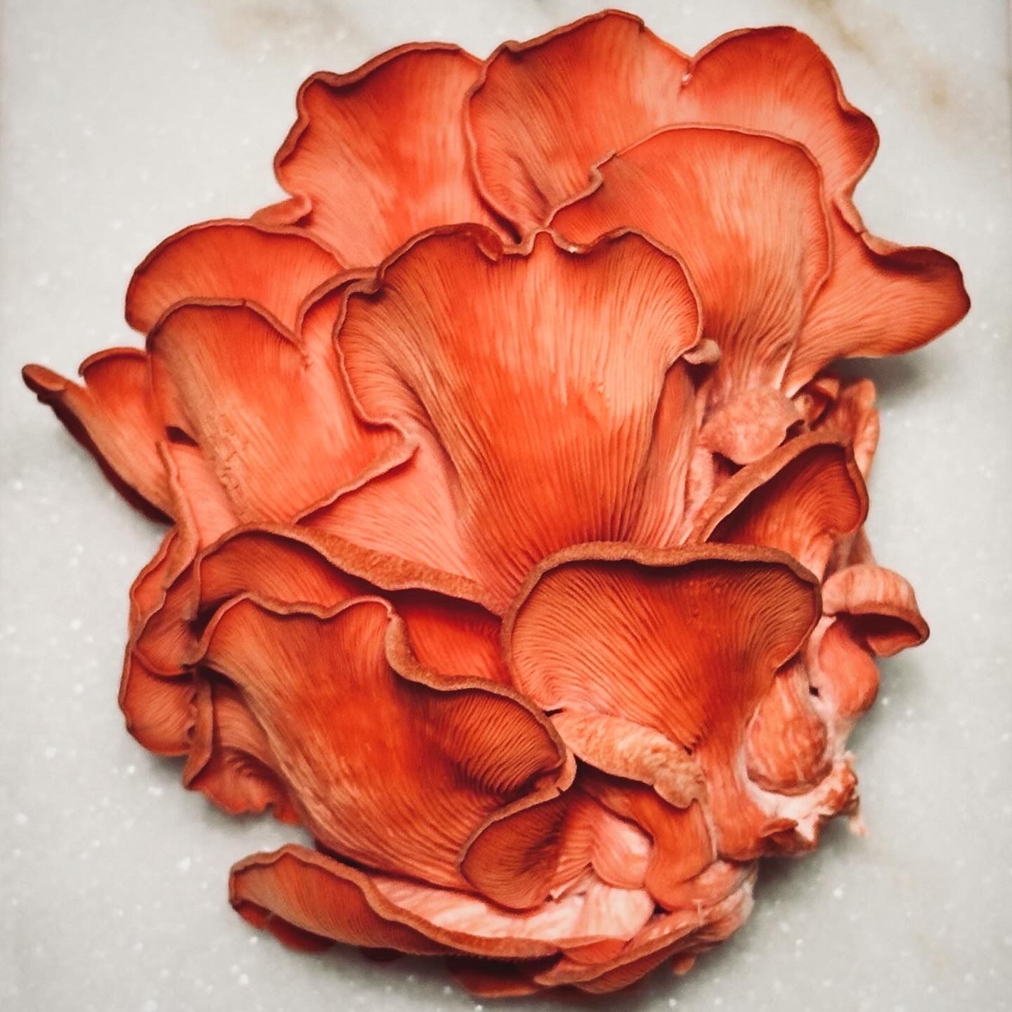 Afbeelding van het artikel