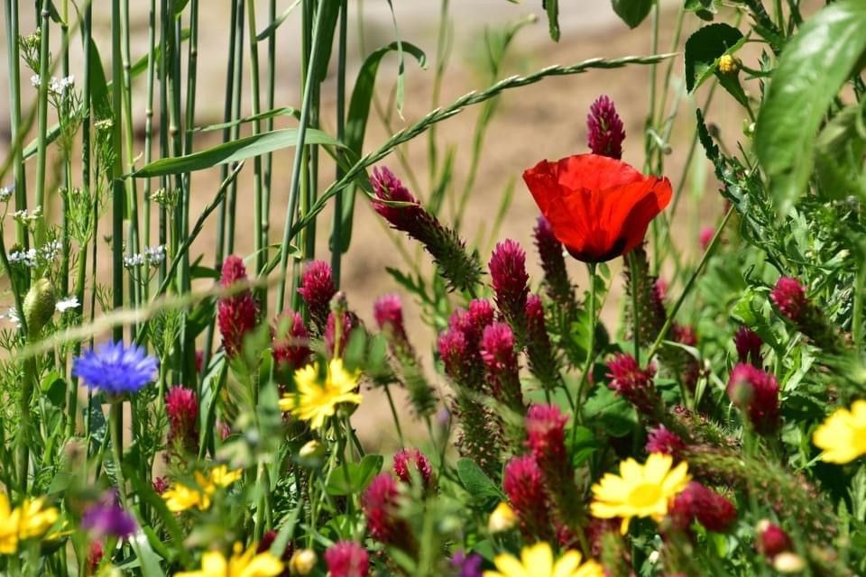 Afbeelding van het artikel