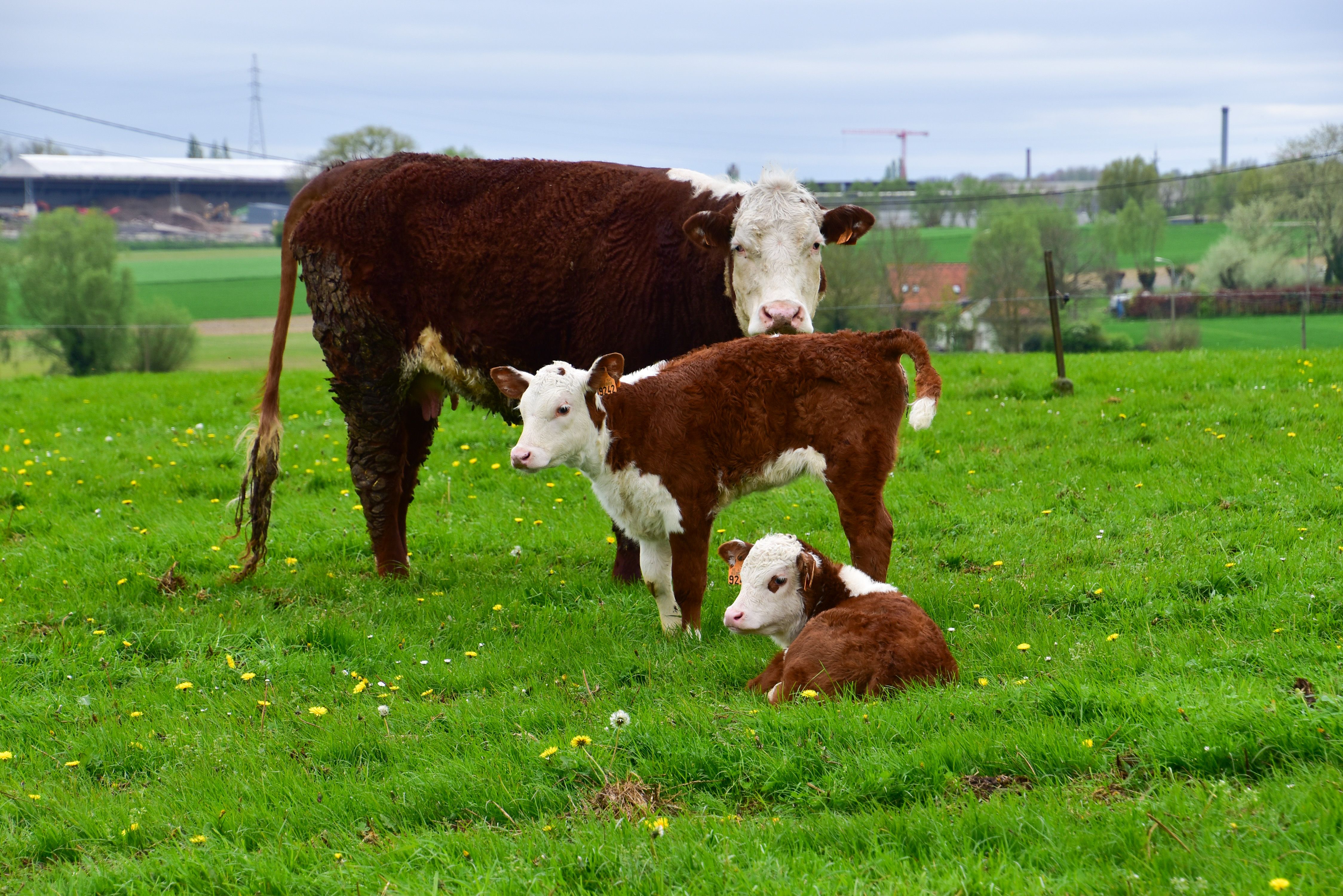 Afbeelding van het artikel