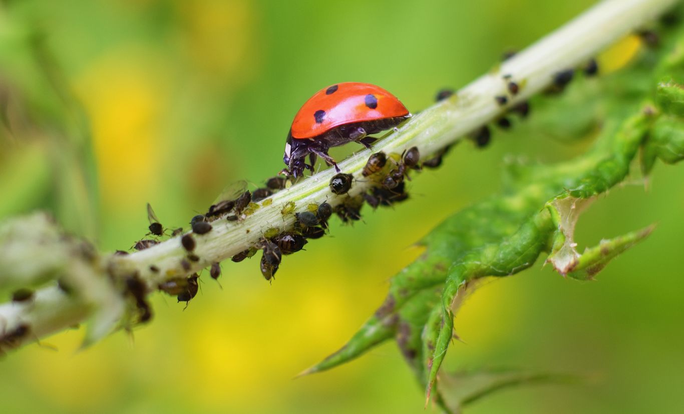 Hoofdafbeelding van het gerelateerde artikel