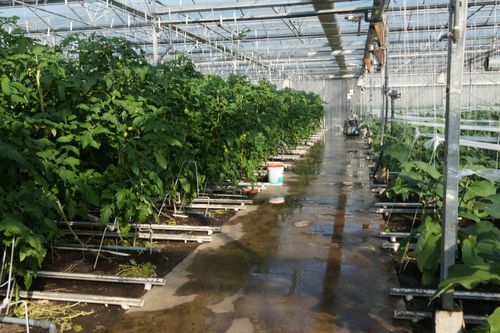 De kassen van Barver - (c) VLAM, Allesoverbio
----
Sort: 2