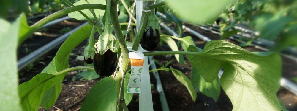 Biogewasbescherming kruipt uit een zakje ... - (c) VLAM, Allesoverbio
----
Sort: 5