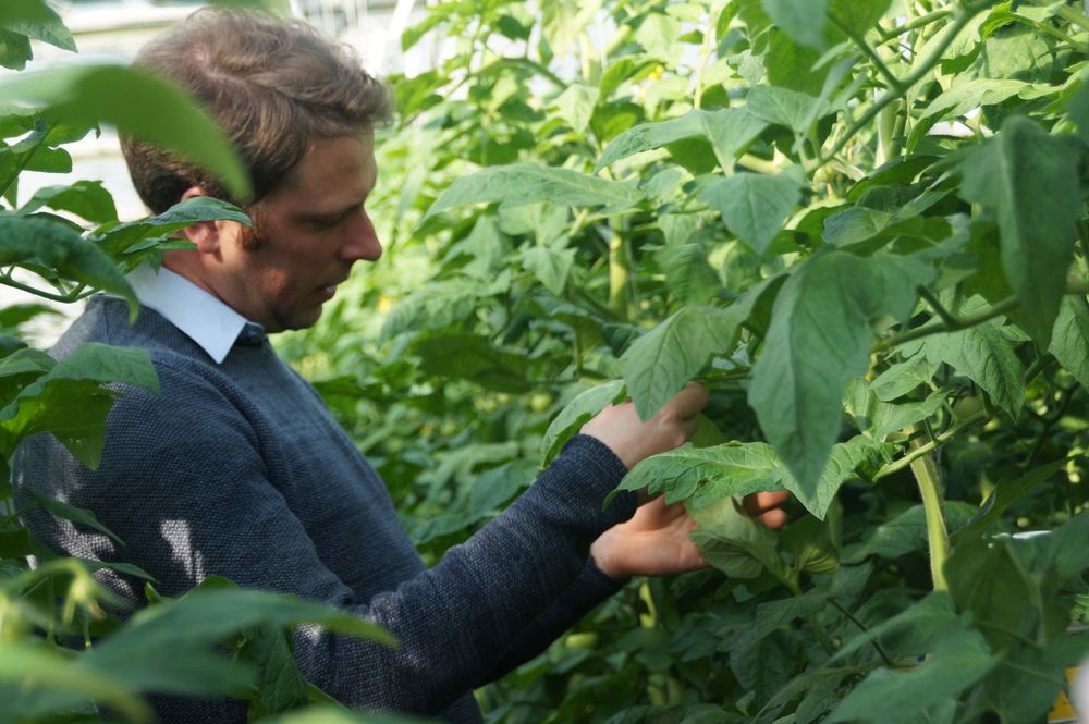 Lawrence Van den Bosch inspecteert de planten - (c) VLAM, Allesoverbio
----
Sort: 4