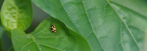Het lieveheersbeestje is een bondgenoot in de strijd tegen vijandige insecten - (c) VLAM, Allesoverbio
----
Sort: 6