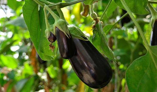 De aubergine-familie - (c) VLAM, Patricia De Laet
----
Sort: 3