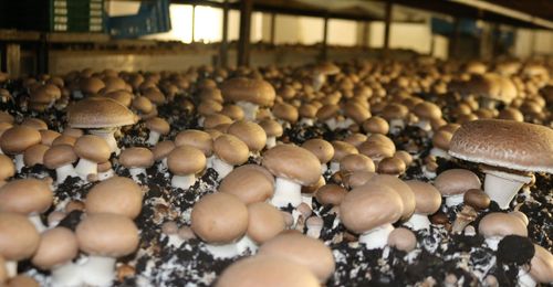 Bruine kastanjechampignons in volle groei - (c) Chamrova
----
Sort: 5
