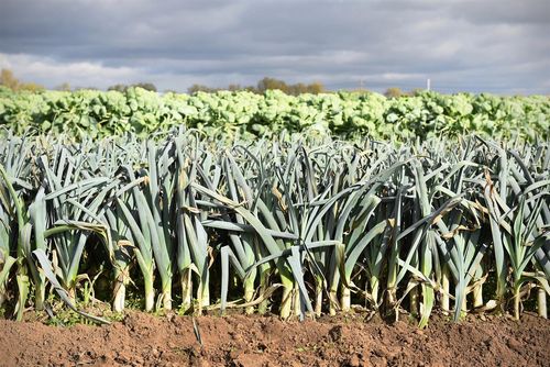 De bioprei op het veld van Bovyn - (c) REO Veiling
----
Sort: 2
