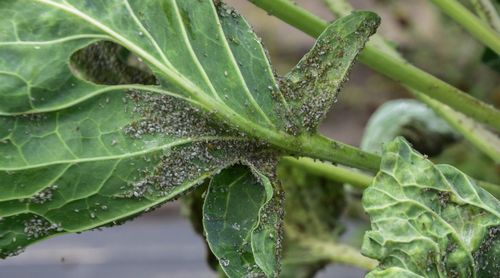 De melige koolluis eet zich vol met spruitkoolblad - (c) VLAM, Patricia De Laet
----
Sort: 3