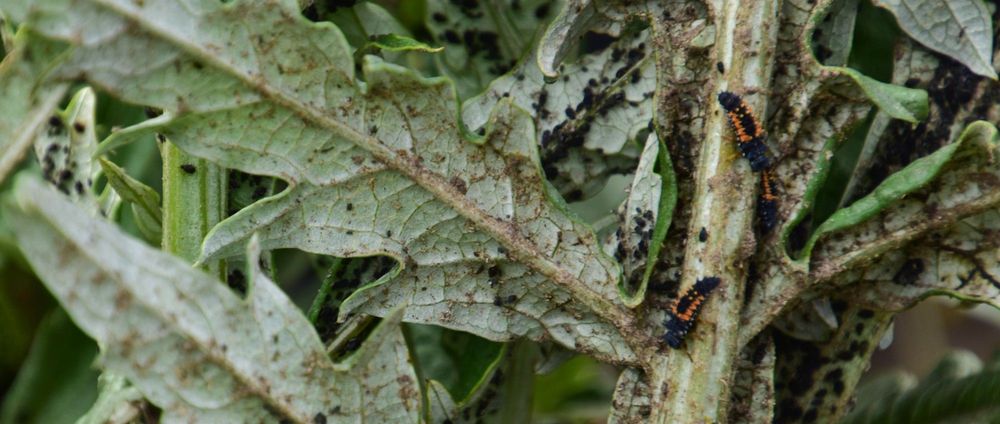 Larven van lieveheersbeestjes (met oranje strepen) die later de bladluizen (zwarte bolletjes) zullen opeten (op een artisjokblad) - (c) VLAM, Patricia De Laet
----
Sort: 4