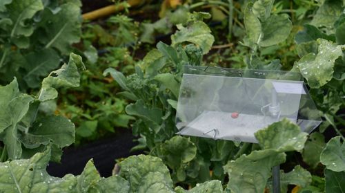 Een insectenval tussen de broccolini (kleine broccoli) - (c) VLAM, Patricia De Laet
----
Sort: 5