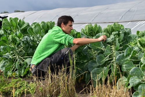 Sander Fleerakkeers aan het werk bij de spruitkool - (c) VLAM, Patricia De Laet