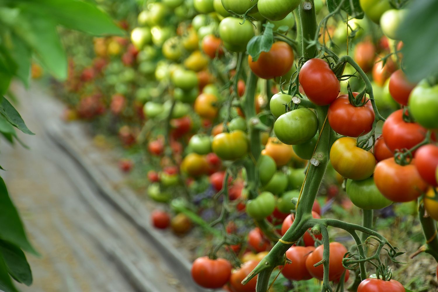Heerlijke biotomaten uit de serre - (c) VLAM, P. De Laet